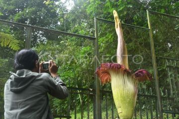 Bunga bangkai mekar di Kebun Raya Cibodas