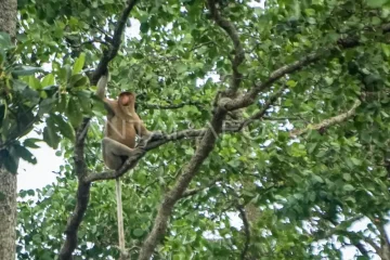 Pelestarian ekosistem mangrove di Balikpapan