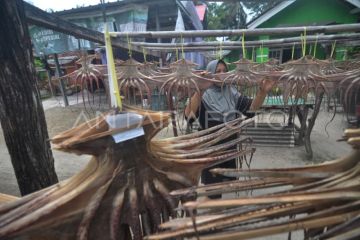 Produksi olahan gurita di Kabupaten Kaur