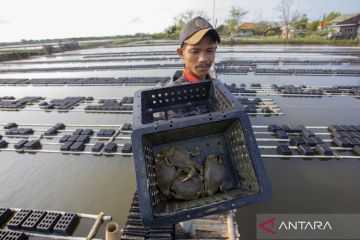 Budi daya kepiting soka di Indramayu