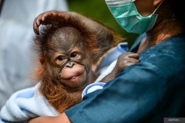 Kelahiran Orangutan di Bandung Zoo