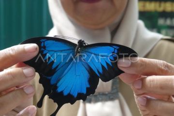 Pemusnahan kupu-kupu ilegal