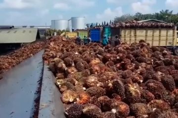 Kelapa sawit Kaltim diproyeksi topang penerapan Biodiesel B40