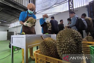 Apdurin Parimo optimis protokol ekspor durian ke China bisa terpenuhi