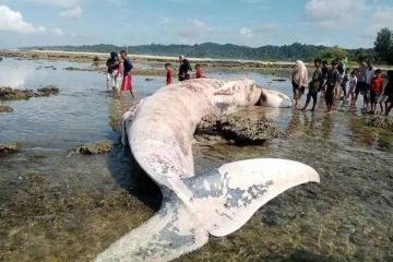 Video paus beluga muncul di daratan Rusia sehari sebelum gempa 8,7 SR, benarkah?
