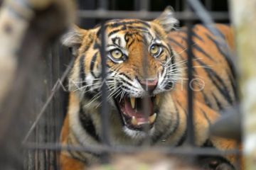 Evakuasi Harimau Sumatera pemakan ternak