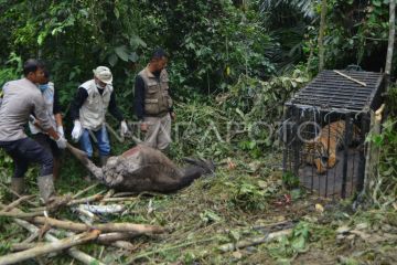 Evakuasi harimau sumatera pemakan ternak di Agam
