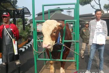 BRIN minta masyarakat waspadai penularan brucellosis dari hewan ternak