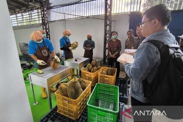 Pemprov Sulteng tunggu hasil audit protokol ekspor durian ke China