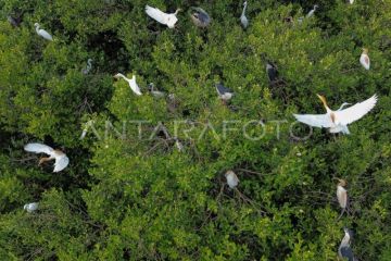 Populasi burung kuntul yang terancam punah