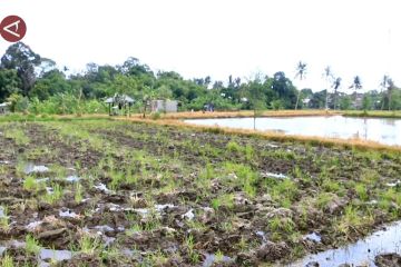 Lahan pertanian menyusut, NTB diminta tingkatkan pola tanam