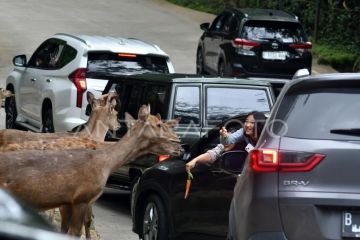 Wisata satwa TSI Bogor