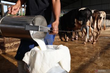 MBG di Cimahi serap produksi sapi perah lokal hampir 150 liter/hari