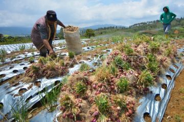 Pasokan bawang merah nasional April 2025