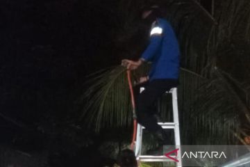 Cara aman usir tawon yang bersarang di rumah