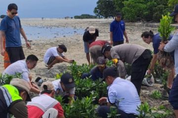 Ribuan bibit mangrove ditanam di Pulau Pari untuk cegah abrasi