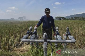 Produksi padi organik di Ciamis