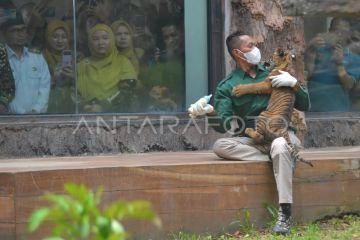 Pengenalan Banun anak Harimau Sumatera di Bukittinggi