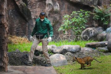 Pengenalan Banun anak Harimau Sumatera di Bukittinggi
