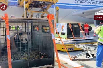 Sepasang panda raksasa tiba di Austria untuk tinggal selama 10 tahun