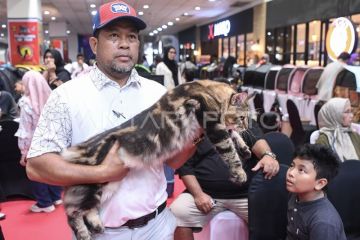 Kontes kucing di Samarinda