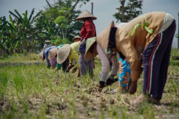 Pergantian tanaman antisipasi musim kemarau musim tanam II