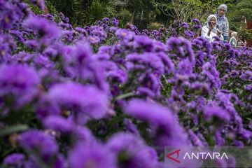 Wisata Bukit Strawberry Lembang saat libur panjang