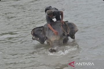 Gajah jinak di PKG Seblat Bengkulu