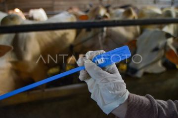 Pemeriksaan hewan kurban di Padang