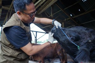 Perbedaan ketentuan kurban sapi dan kambing menurut syariat Islam