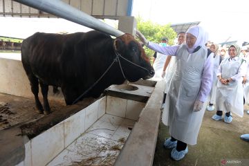 Gubernur Jatim tinjau peternakan sapi di Ngawi
