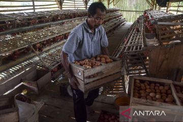 BUMdes penyedia telur ayam untuk program MBG