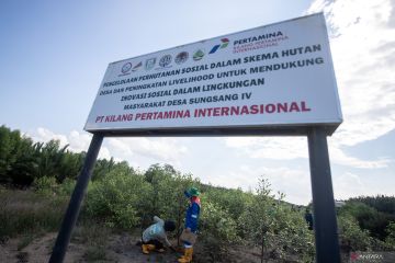 Kilang Pertamina Internasional Project Sumatera dukung kelestarian mangrove di Banyuasin