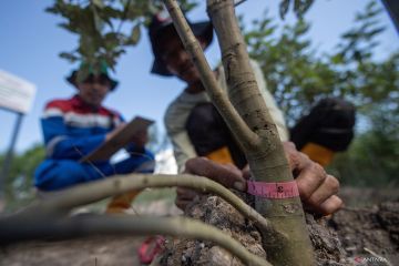 Kilang Pertamina Internasional Project Sumatera dukung kelestarian mangrove di Banyuasin