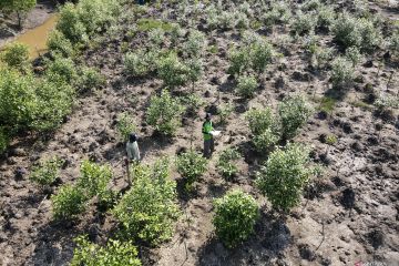Kilang Pertamina Internasional Project Sumatera dukung kelestarian mangrove di Banyuasin