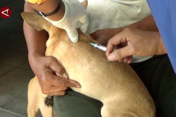 Cegah rabies, anjing piaraan di Ambon divaksinasi