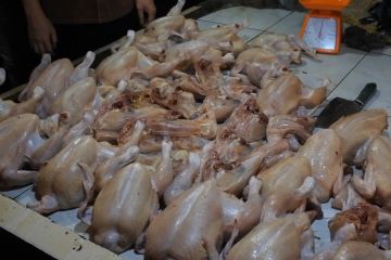Harga ayam ras anjlok jadi penahan laju inflasi di Sumsel usai lebaran