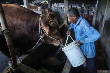 Sapi kurban dari Presiden Prabowo di Gresik