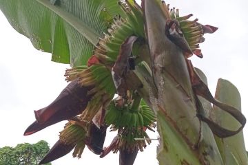 Fenomena langka pohon pisang berbuah empat tandan hebohkan warga Ternate
