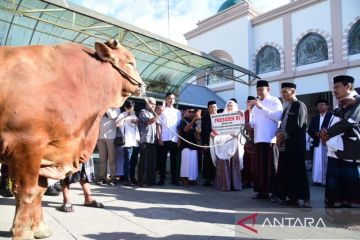Sapi bantuan Presiden diserahkan ke Masjid Baiturrahman Gorontalo