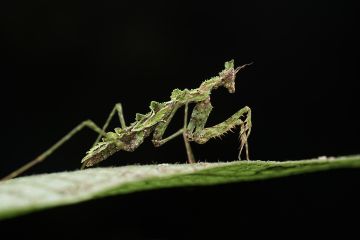 Menjelajahi hutan hujan tropis Hainan melalui lensa makro
