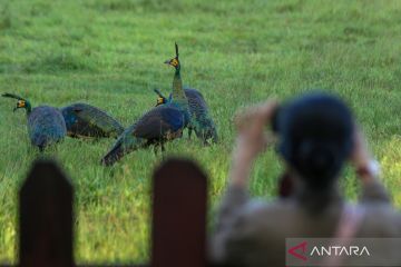 Savana Sadengan habitat satwa liar