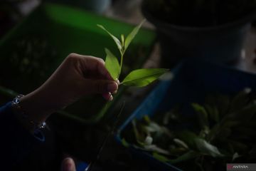 Mengintip pusat pembibitan pohon eucalyptus di Ogan Komering Ilir