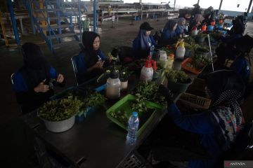 Mengintip pusat pembibitan pohon eucalyptus di Ogan Komering Ilir