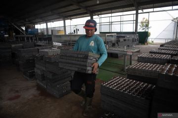 Mengintip pusat pembibitan pohon eucalyptus di Ogan Komering Ilir