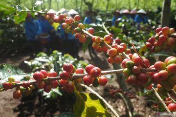 Produksi kopi Bondowoso