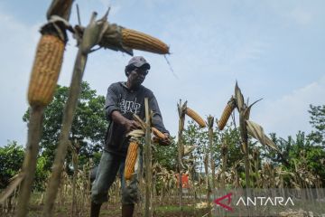 Kebutuhan jagung untuk industri pakan di Banten