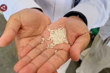 Bulog tingkatkan penyerapan beras, stok di Aceh terjaga