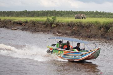 Gajah Sumatra di Suaka Margasatwa Padang Sugihan