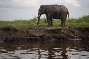 Gajah Sumatra di Suaka Margasatwa Padang Sugihan